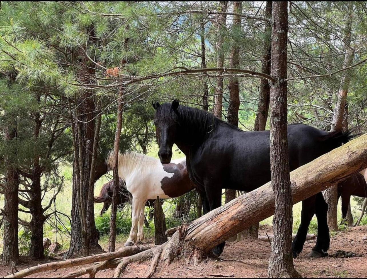 Almost Heaven #2 Pigeon Forge Εξωτερικό φωτογραφία